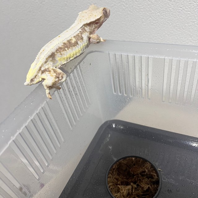 릴리화이트 드리피 풀핀