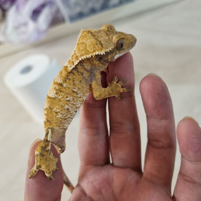 트라이