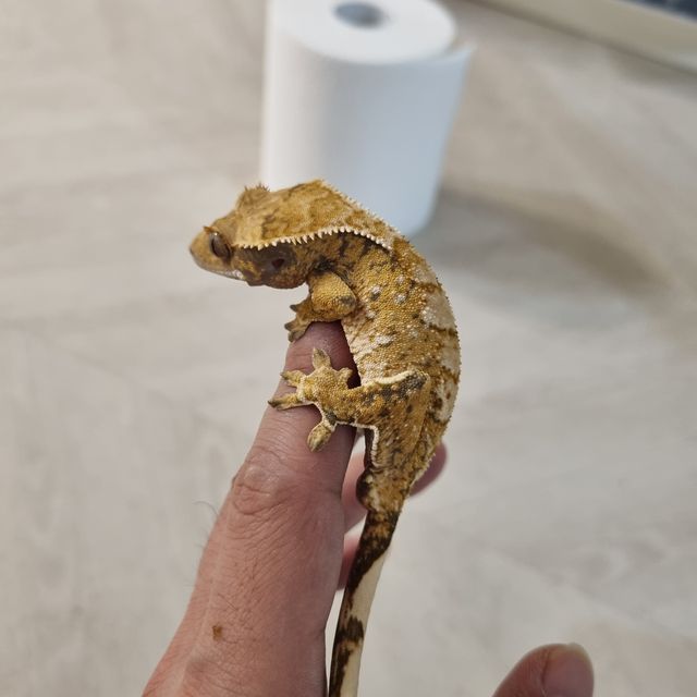 트라이