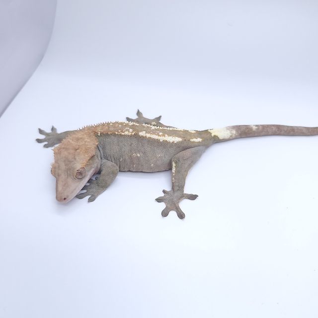 카푸치노
