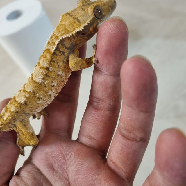 트라이