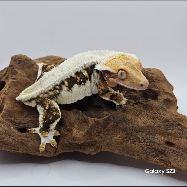 릴리화이트 노멀