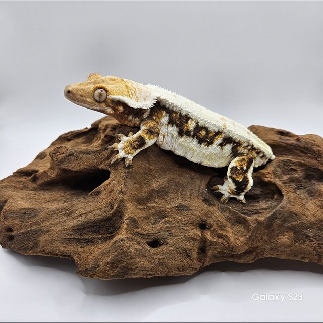 릴리화이트 노멀