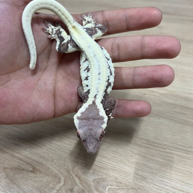 프라푸치노
