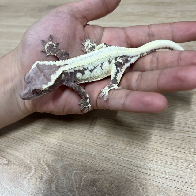 프라푸치노
