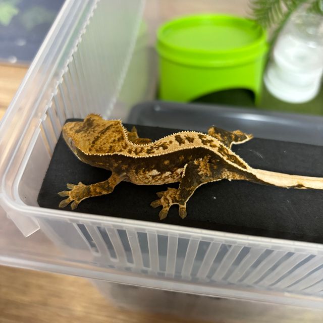 100%헷아잔틱