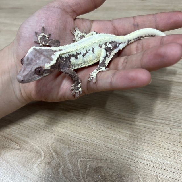 프라푸치노