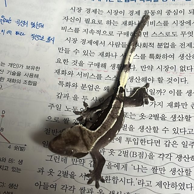핀스트라이프 화이트핀 아잔틱