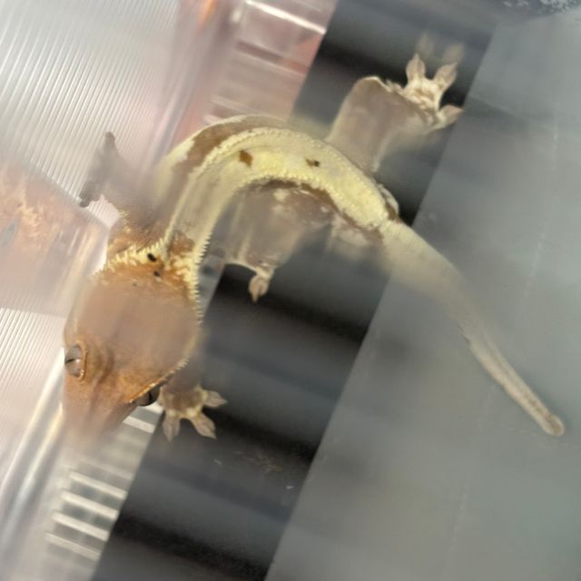 프라푸치노