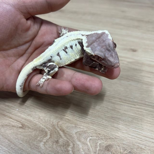 프라푸치노