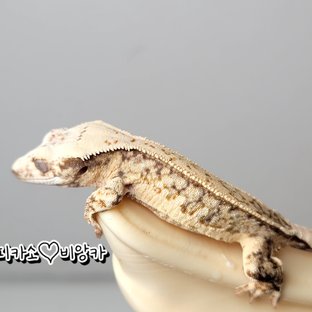 노멀 트라이 드리피 풀핀 화이트스팟