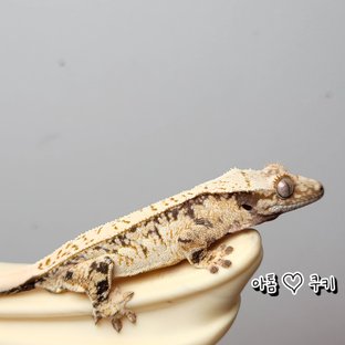 노멀 트라이 화이트스팟 풀핀