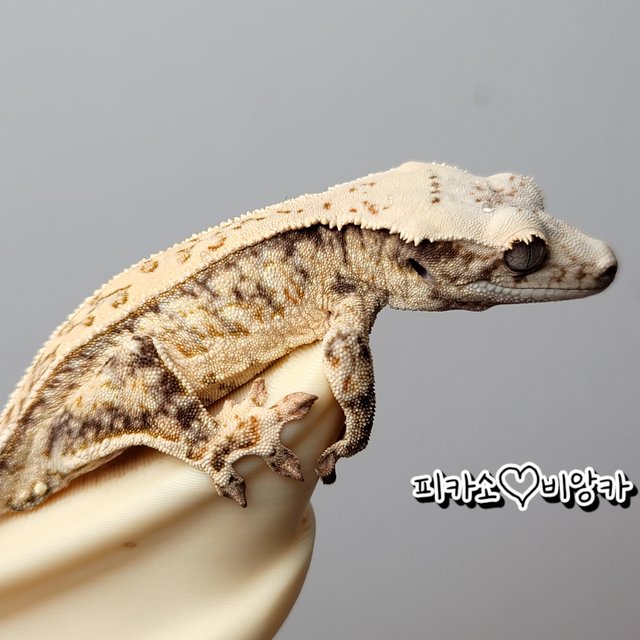 노멀 트라이 드리피 풀핀 화이트스팟