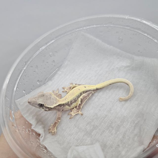 릴리 세이블