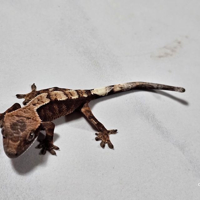 세이블