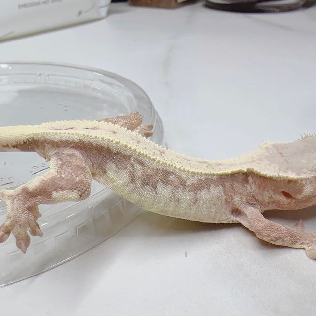 릴리 세이블