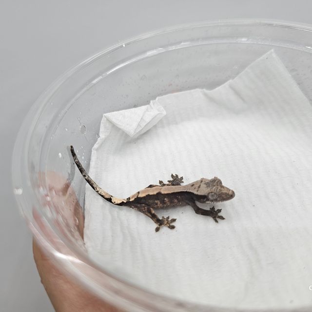 세이블 아잔틱
