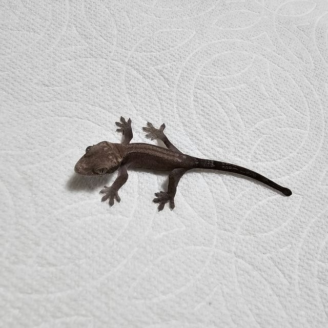 루왁