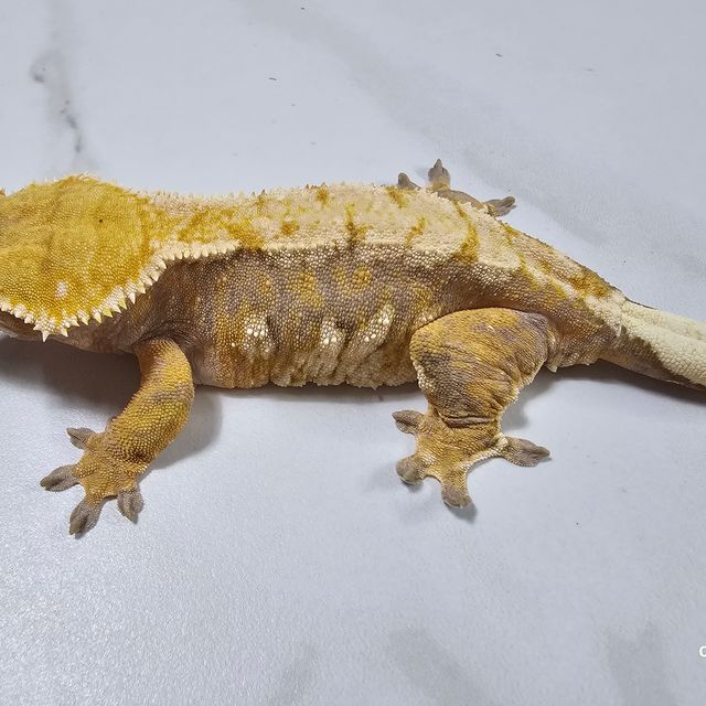 트라이