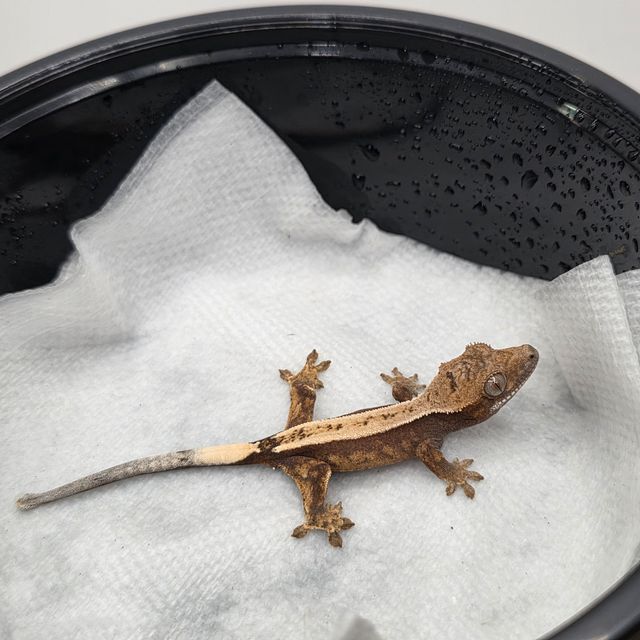 세이블 100%헷아잔틱