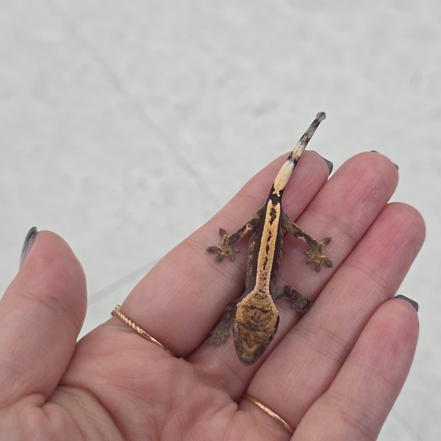 100%헷아잔틱 세이블