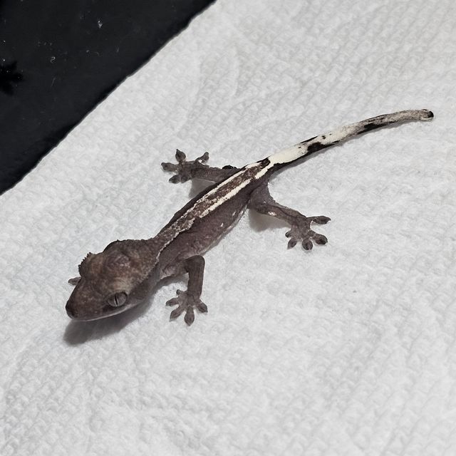 아잔틱