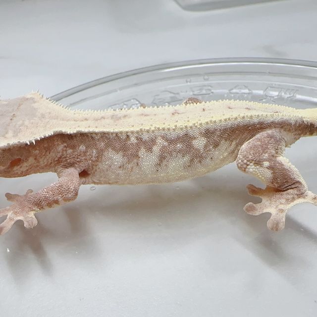 릴리 세이블