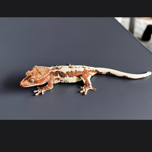 F3