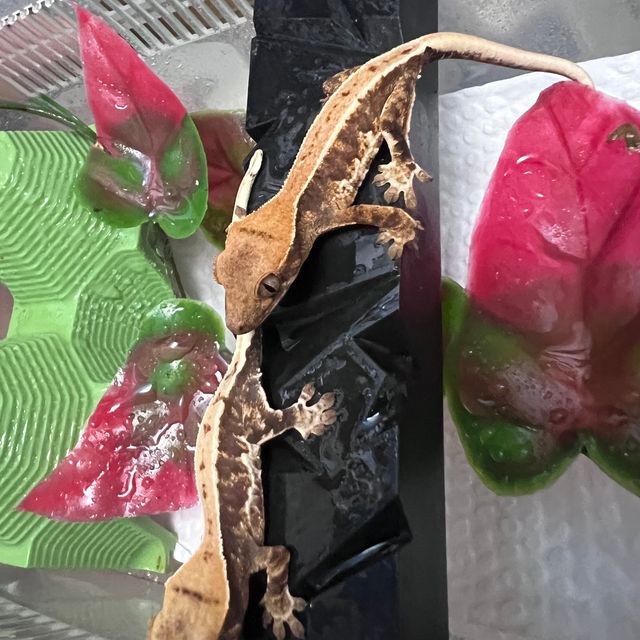 릴리화이트 핀스트라이프