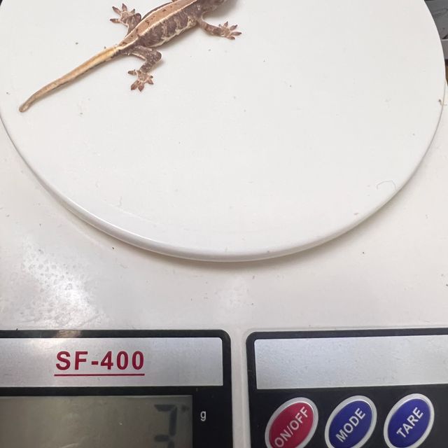 릴리화이트 풀핀 레드