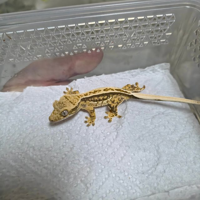 노멀 풀핀 쿼드