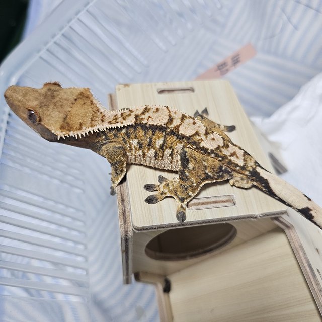 노멀 텐저린 타이거 화이트스팟 익스트림할리퀸