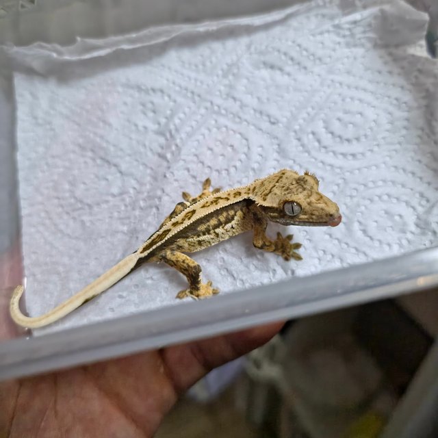 노멀 풀핀 쿼드