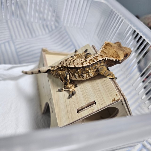 노멀 텐저린 타이거 화이트스팟 익스트림할리퀸