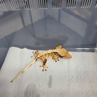 트라이 익스트림할리퀸