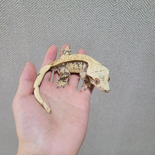 핑거