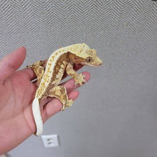 레디