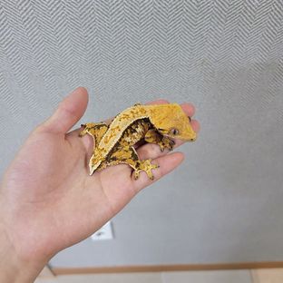 갈라
