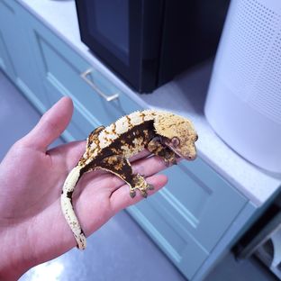 마로
