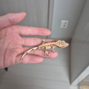 노멀 트라이 익스트림할리퀸