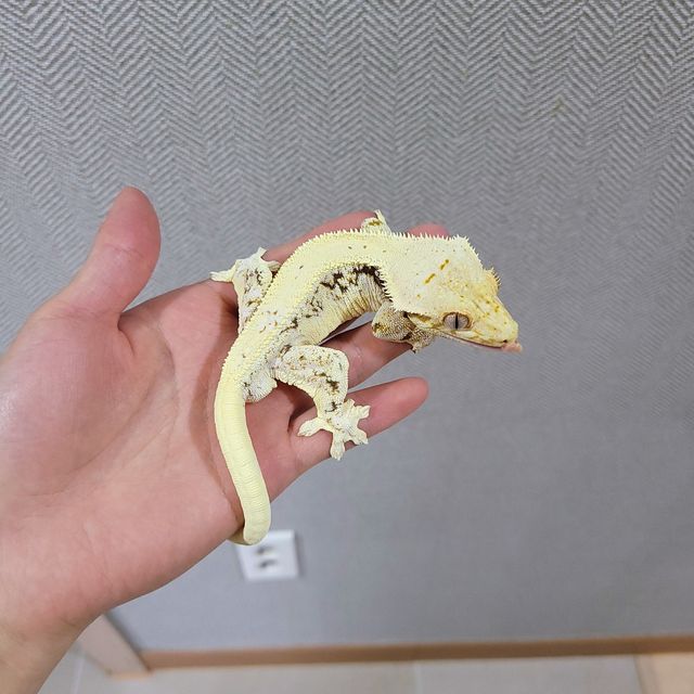 릴리화이트
