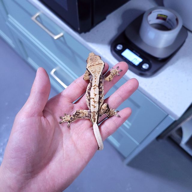 트라이
