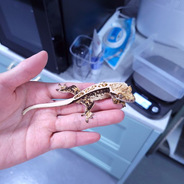 풀핀 트라이