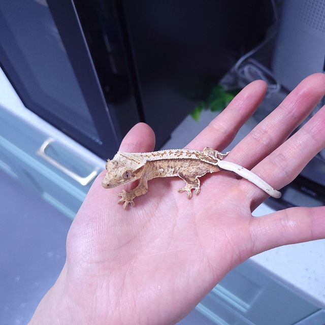 옐로우 팬텀