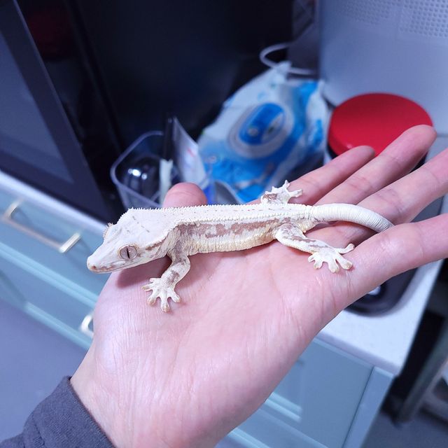 레드 릴리화이트