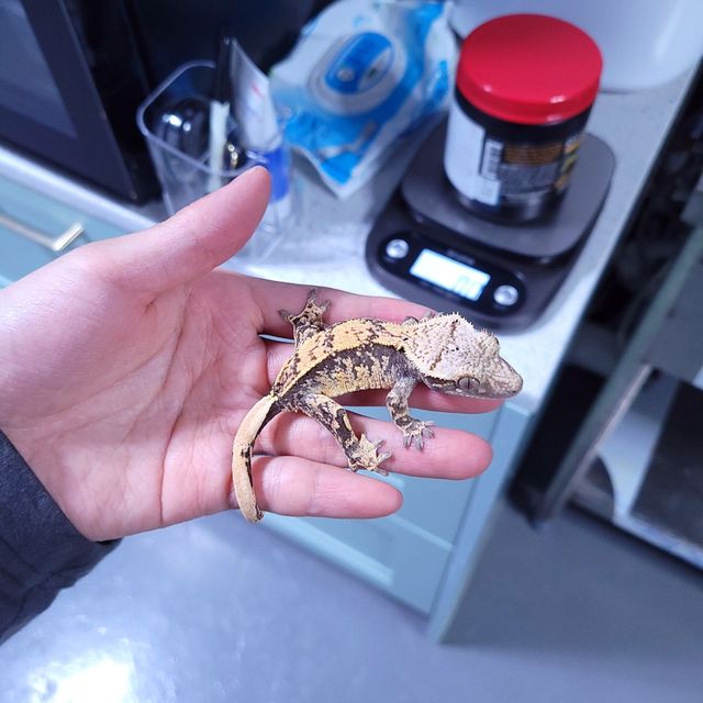 트라이