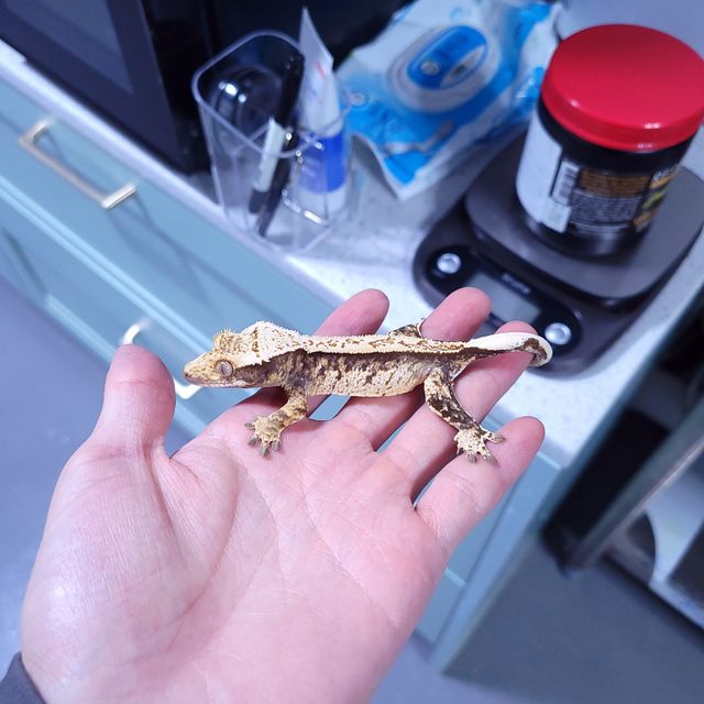 트라이