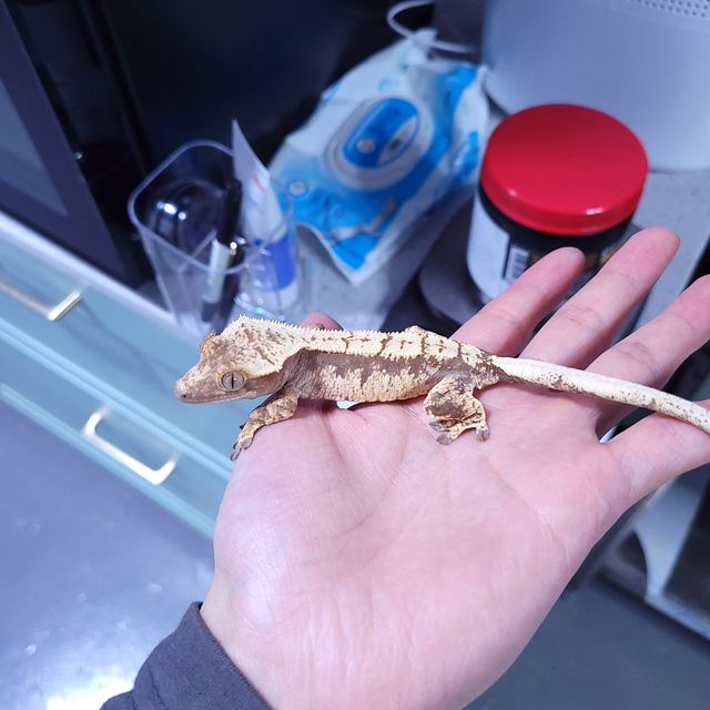 레드 익스트림할리퀸