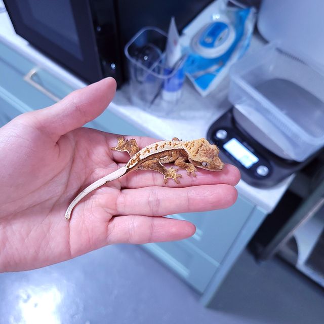 트라이