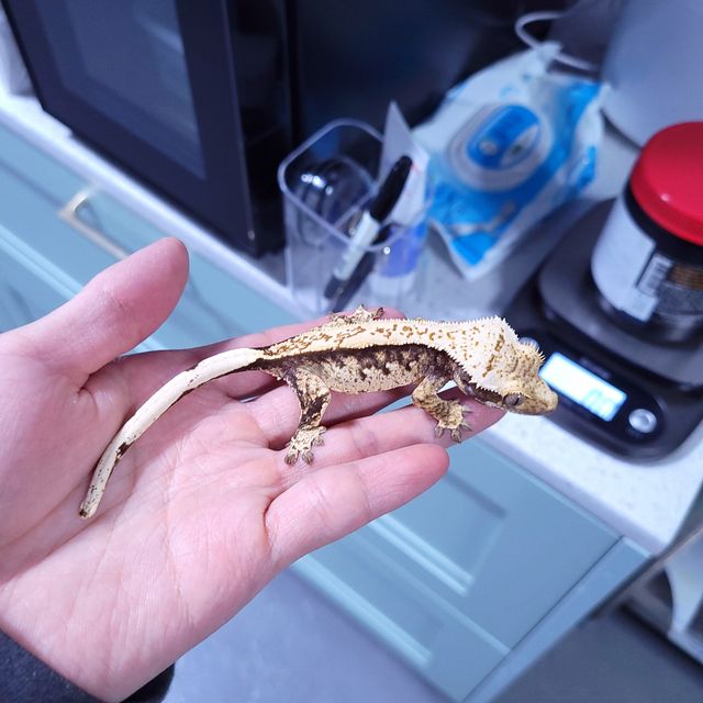 트라이